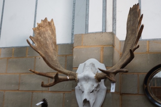 A large moose antler and skull wall trophy on painted wood backplate, width 110cm, height 120cm
